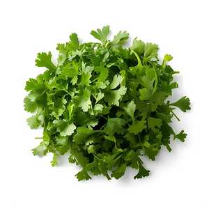 Side Of Cilantro