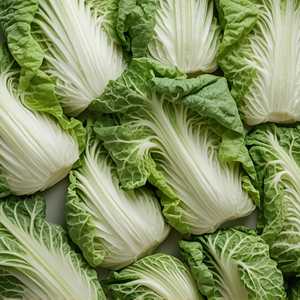 Napa Cabbage