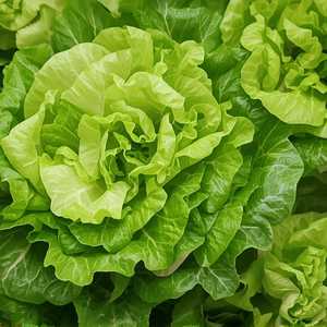 X-3. 상추쌈 Lettuce Wraps (Extra)
