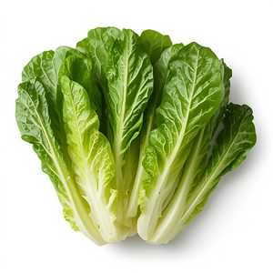 Hearts of Lettuce or Romaine