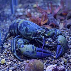 Lobster: Chicken & 1 1/4 lb