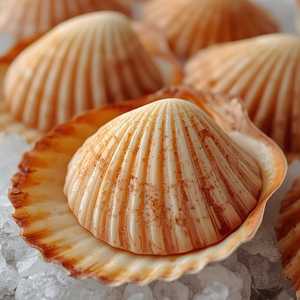 Scallop
