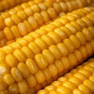 Sweet Corn