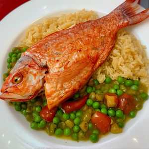 Red Snapper