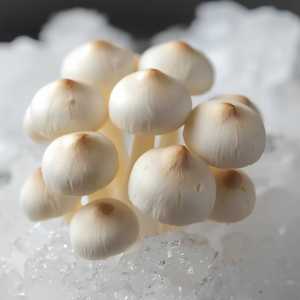 Enoki Mushroom