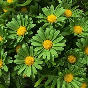 Crown Daisy