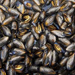 Mussels (Market)