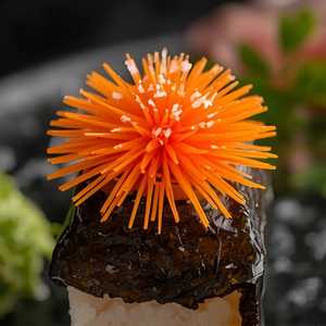 Sea Urchin
