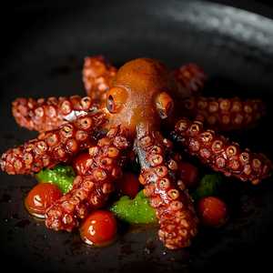 Baby Octopus