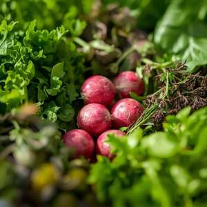 GREENS OF THE MOMENT