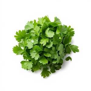 Side Of Cilantro
