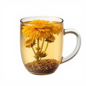 CHRYSANTHEMUM